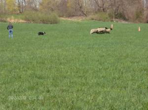 2013 wool festival 013