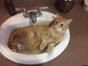 hobo in sink